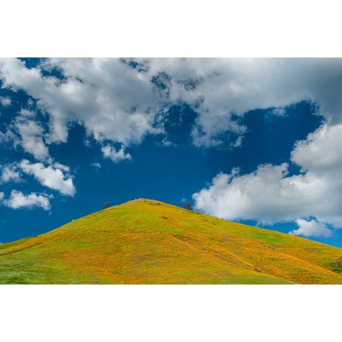 Sederquist, Betty 아티스트의 A field of poppies turns a mountainside yellow in spring작품입니다.
